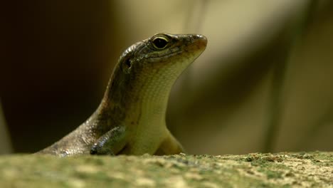 skink on tree watching and breathing heavily