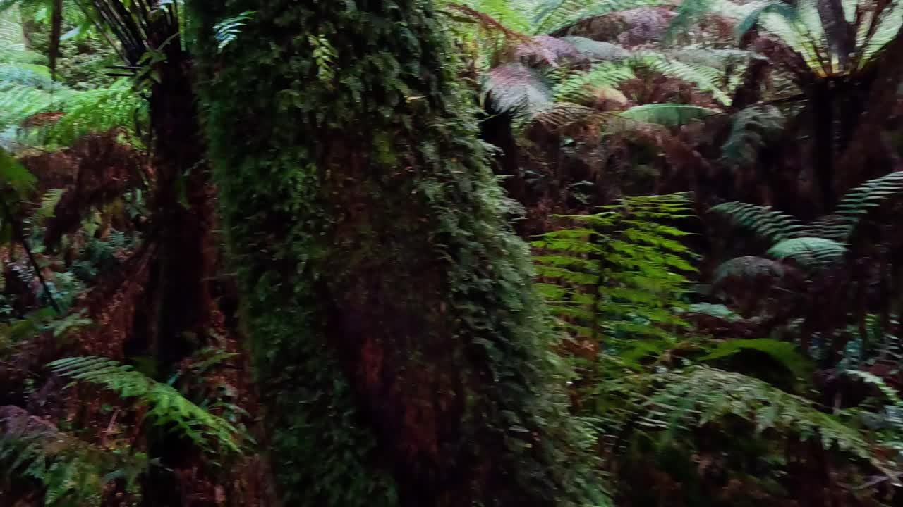 Lush greenery and ferns in a rainforest