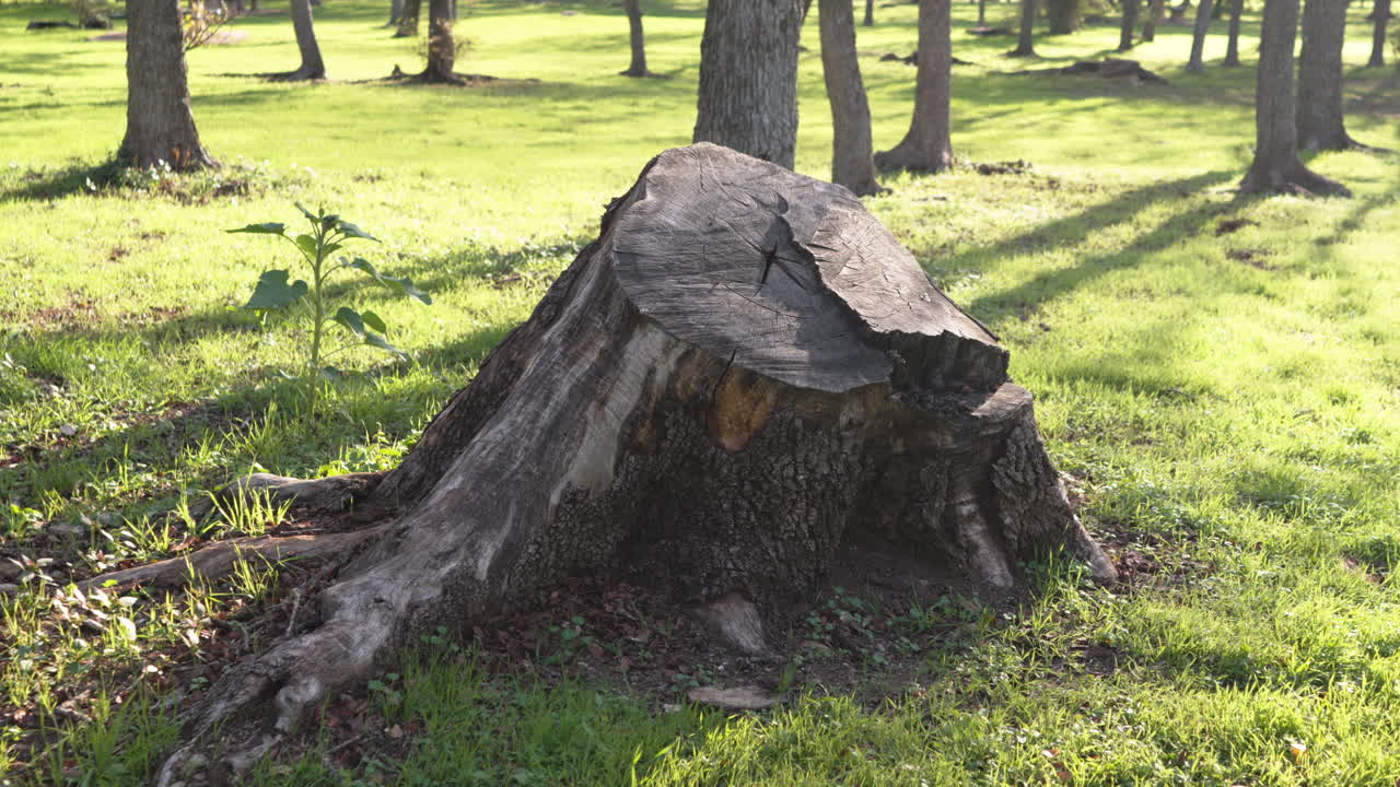 Tree stump in green park area