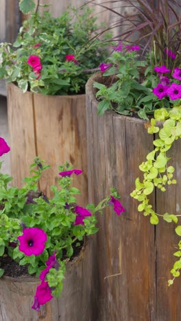 vertical - beautiful petunia flowers in bloom planted in wooden pot. closeup shot
