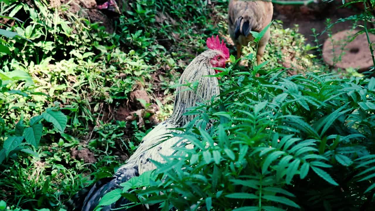 un gallo vigila mientras él y las gallinas buscan comida en los arbustos tropicales