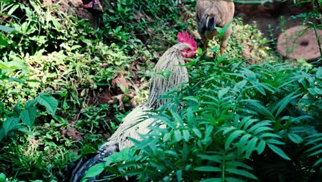 a rooster keeps watch as he and hens forage for food in tropical bushes