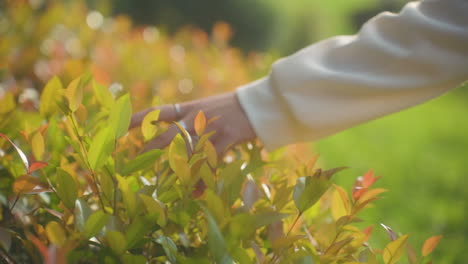 Die-Hand-Der-Frau-Berührt-Im-Sommer-Blätter-Von-Pflanzen-Im-Garten