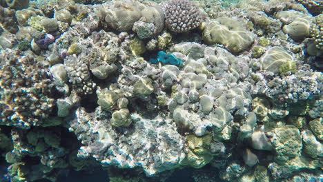 blue small giant clam, coral reef, shallow underwater, slomo handheld