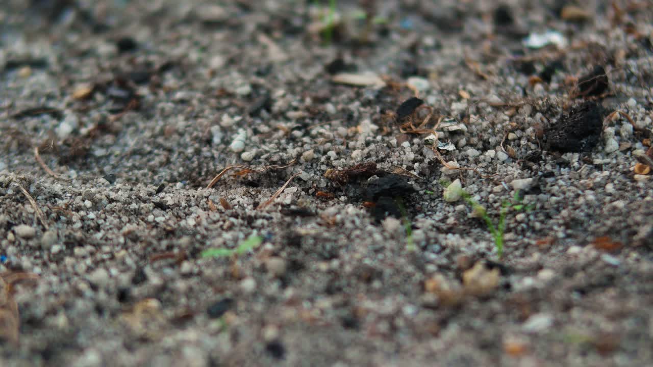 Una colonia di formiche rosse che camminano sul terreno Ultra HD.
