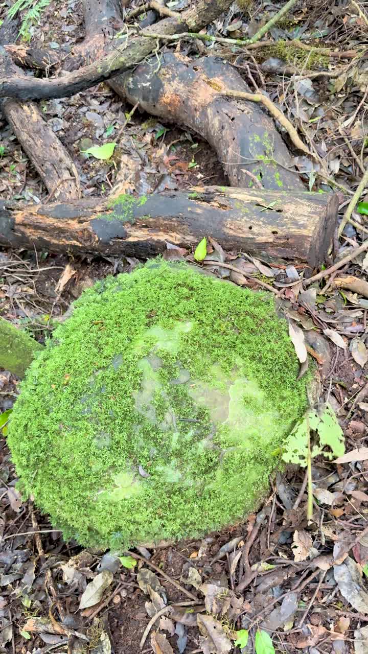 Una foglia verde cade delicatamente su una roccia coperta di muschio in un ambiente forestale umido e ombreggiato