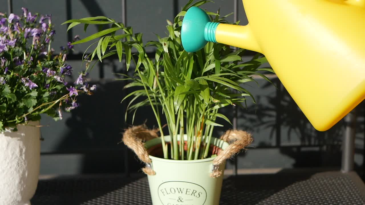 비 에 있는 식물 에 물 을 주는 것