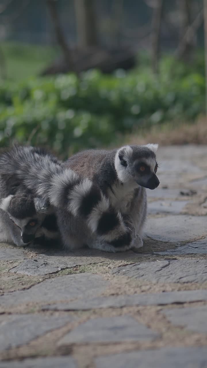 Due lemuri dalla coda ad anelli seduti su un sentiero di pietra all'aperto