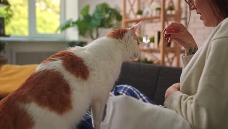 woman feeding treat to cat in cozy living room a young woman sitting cross legged on a sofa gives a treat to her orange and white cat the scene is calm cozy and filled with natural light and greenery