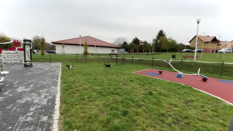 Two-little-dogs-run-around-the-playground-in-slow-motion