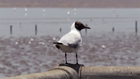 de pie en una barandilla de hormigón mientras el viento que sopla desde el mar arruina sus plumas, una gaviota de cabeza negra está descansando mientras mira a las otras gaviotas en las aguas fangosas de bangphu, en tailandia.