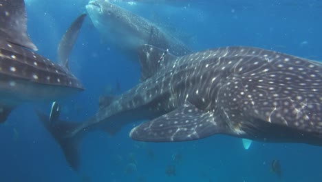 varios tiburones ballena comen plancton mientras los peces pequeños nadan a su alrededor