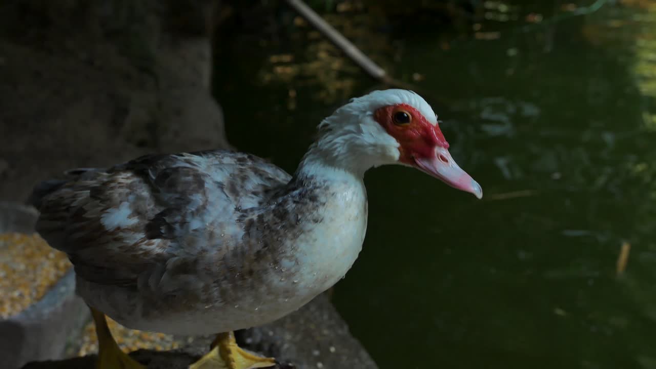 Footage from a wild duck