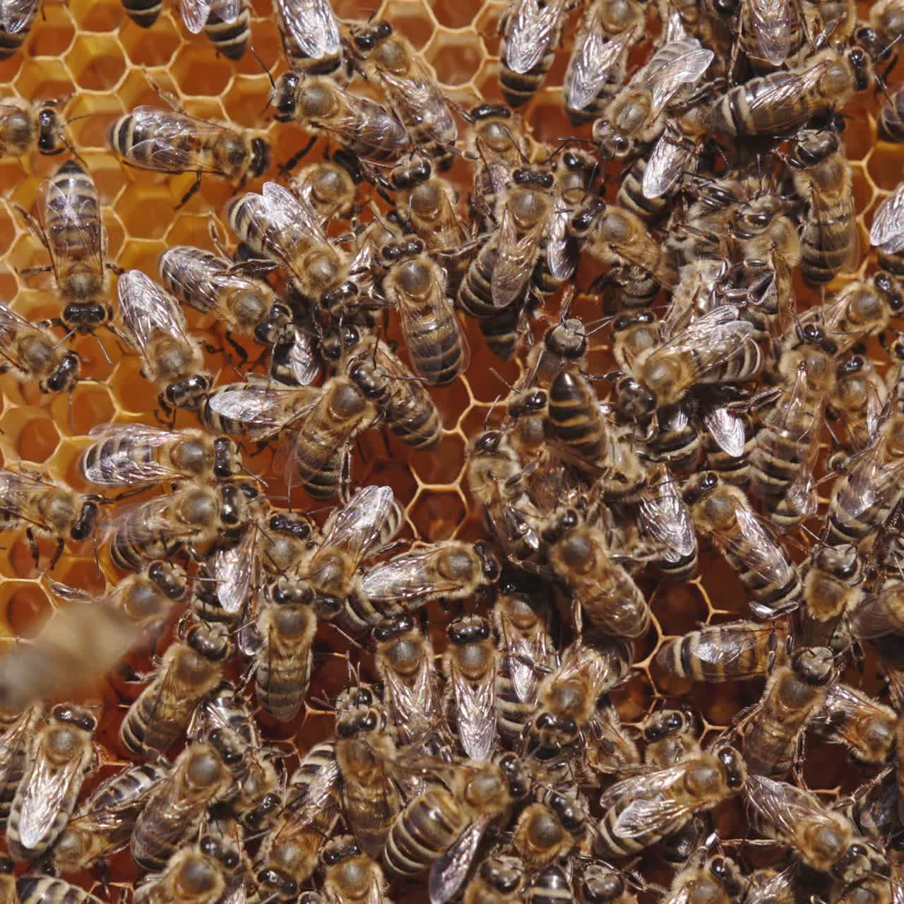 Close up view of bees working hard. Beehive organic honey making