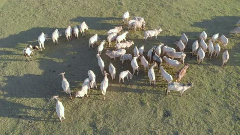 aerial view of cattle herd on pasture in brazil