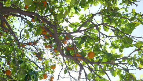 orange tree with fruit
