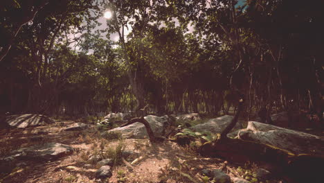 raíces de un árbol en un bosque brumoso