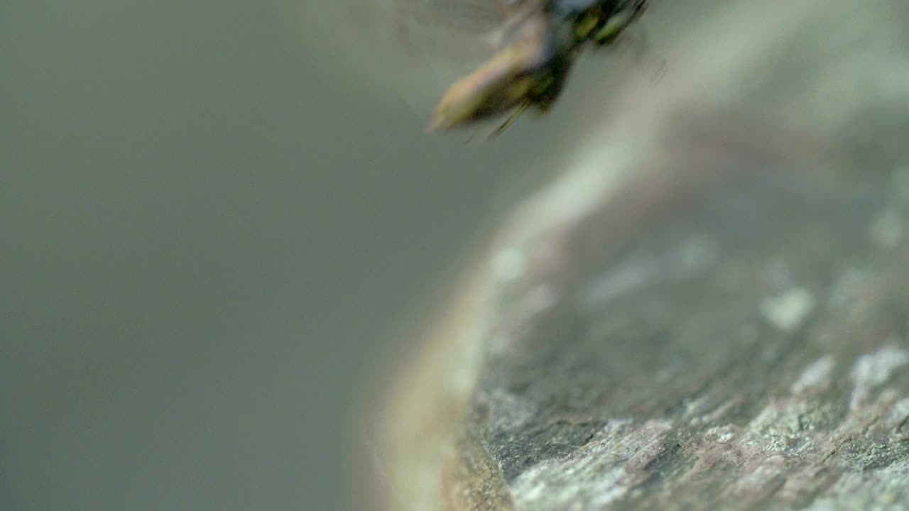 블랙 정벌레 비행 4k fs700 오디세이 7q