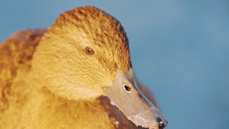 close-up portrait of female mallard duck in beautiful golden light