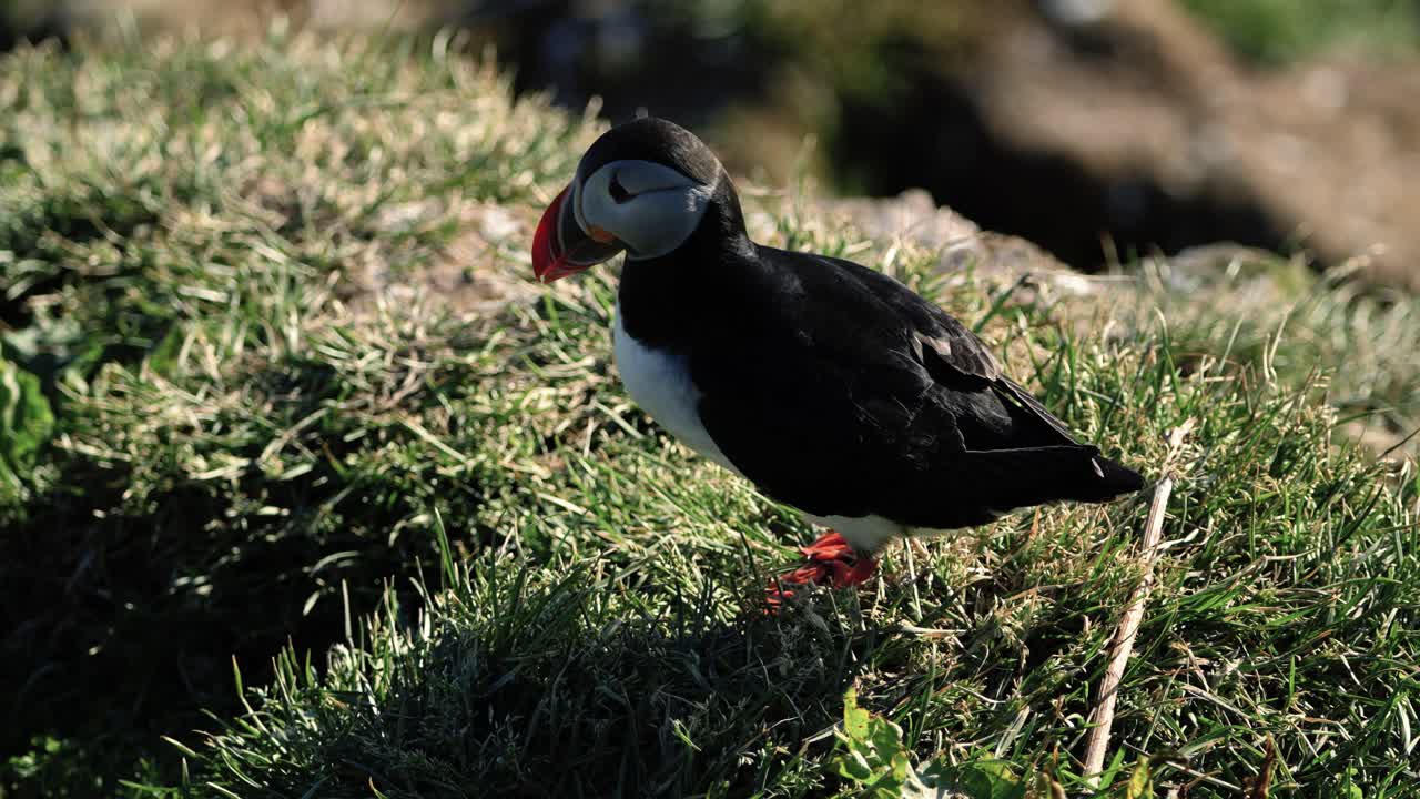 Atlantic Puffin Preening on a Clifftop