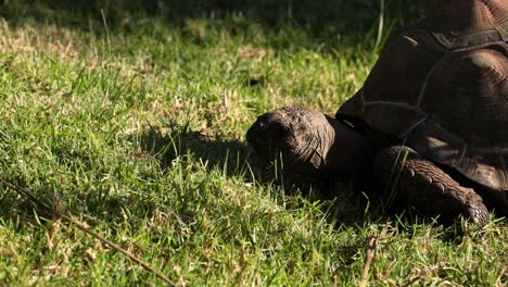 una tortuga comiendo hierba en el zoológico de melbourne