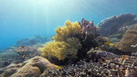 Una-Impresionante-Escena-Submarina-Captura-Un-Vibrante-Arrecife-De-Coral-Bañado-Por-La-Luz-Del-Sol.