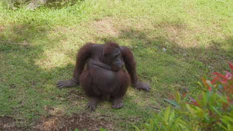 adult pongo ape sitting on the grass under the shadow of a tree