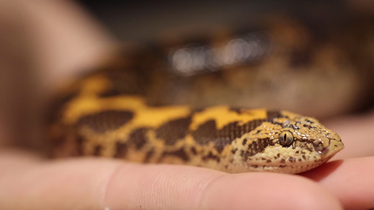 A snake with intricate patterns rests calmly on a person's hand, captured in soft lighting with a shallow depth of field