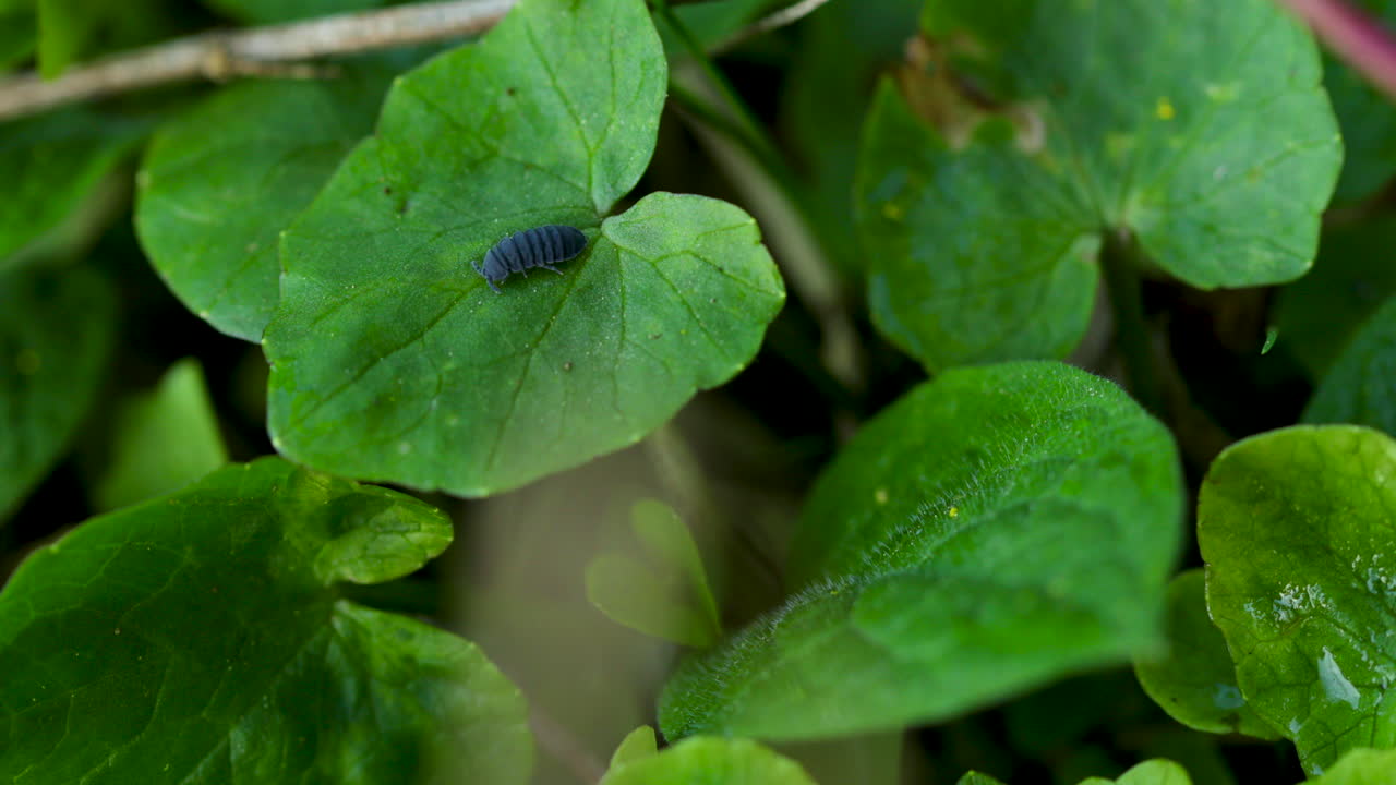 vista macro de un pequeño escarabajo negro arrastrándose sobre una hoja verde en un bosque en el suelo durante un viento ligero durante un día soleado 60fps