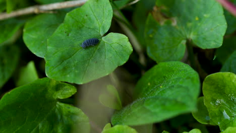 Makroansicht-Eines-Schwarzen-Kleinen-Käfers,-Der-Auf-Einem-Grünen-Blatt-In-Einem-Wald-Auf-Dem-Boden-Bei-Leichtem-Wind-An-Einem-Sonnigen-Tag-60-Fps-Kriecht