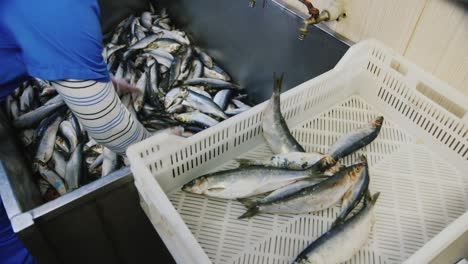 the worker's hands move the herring into boxes