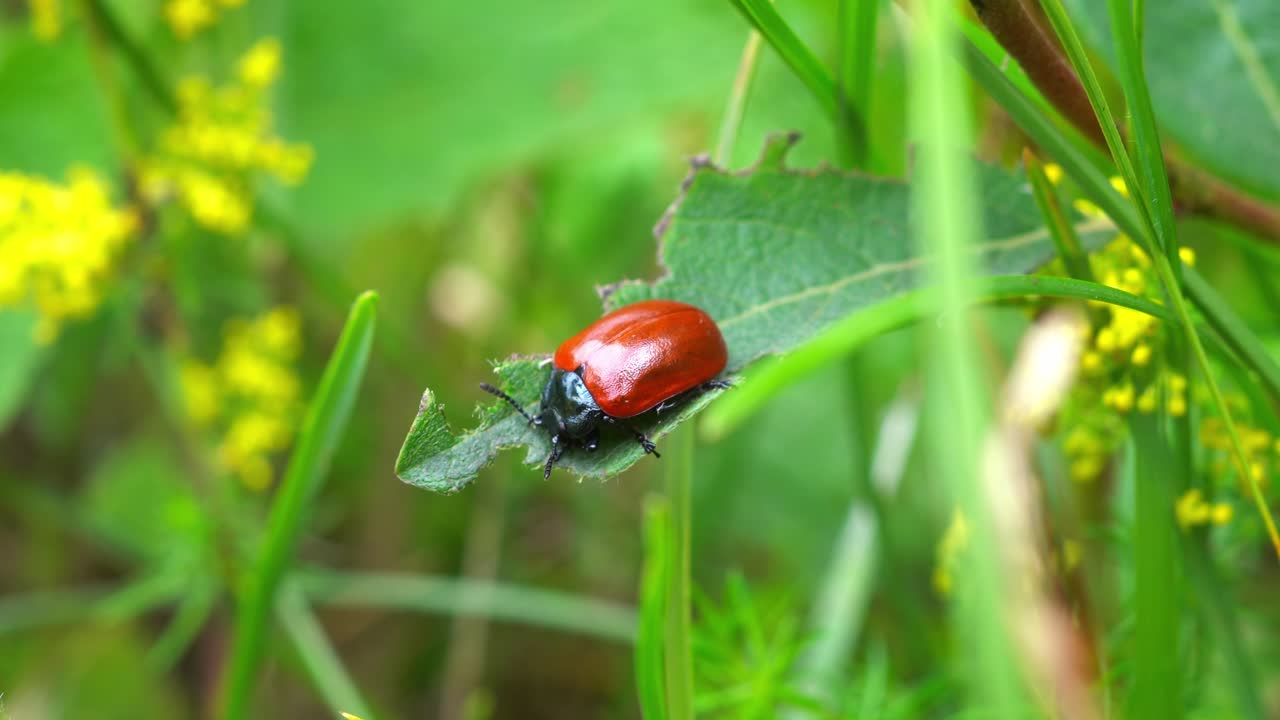 vista statica di un piccolo scarabeo rosso e nero impegnato a sgranocchiare una grande foglia verde