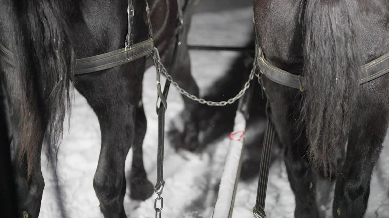 vista trasera, caballos en arnés con un carruaje moviéndose sobre la nieve en una fría noche de invierno