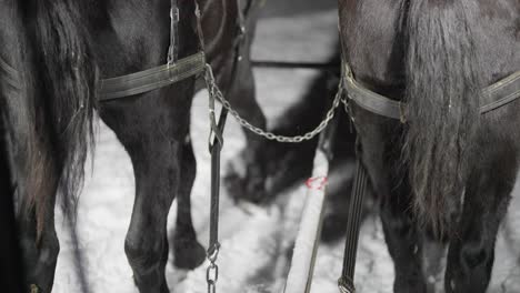 back view, harnessed horses with a carriage moving on snow on cold winter night