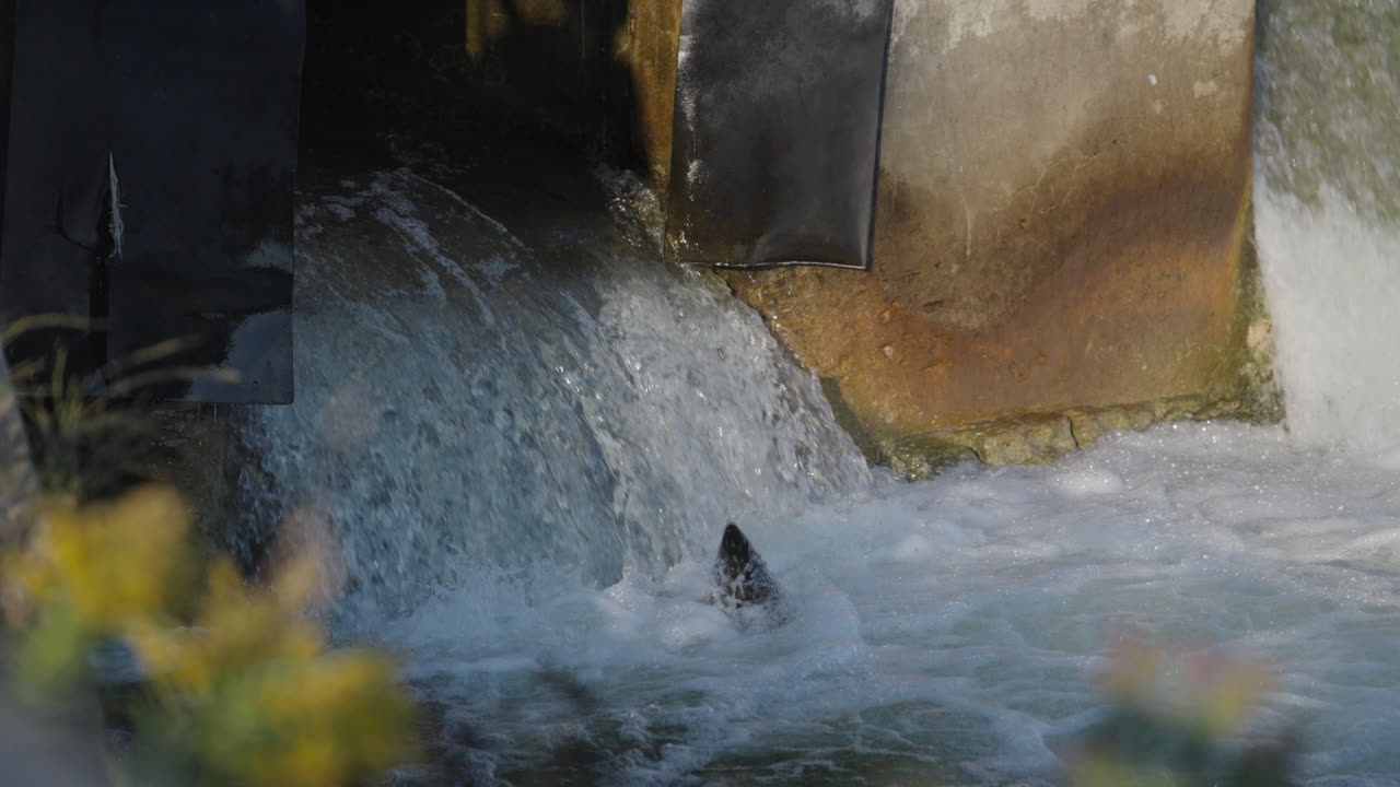 Slow motion salmon jump in Ganaraska River, serene nature scene