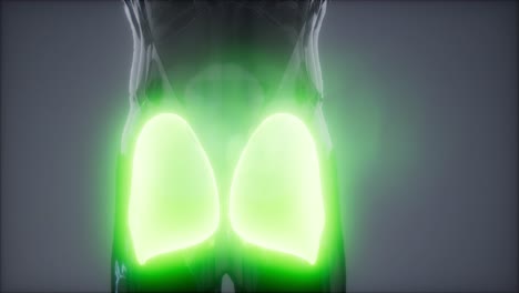 gluteus maximus - animación de la anatomía de los músculos de las piernas