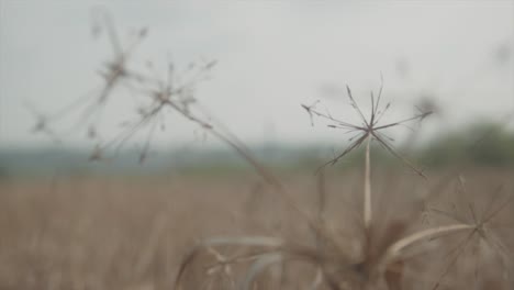 dolly en cámara lenta hacia atrás toma de cerca de una planta seca en un campo amplio durante un día caluroso en verano