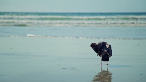 Common-seagull-preening-its-feathers-from-behind-with-ocean-in-background