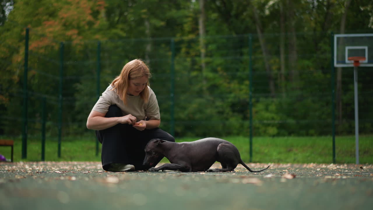 야외 농구장에서 개와 함께 무릎을 꿇고 앉아 구조한 털 없는 개와 부드러운 복종 훈련 및 신뢰 쌓기 연습을 하는 백인 여성, 배경에는 가을 나무와 부드러운 햇빛, 손으로 간식을 주고 있어요.