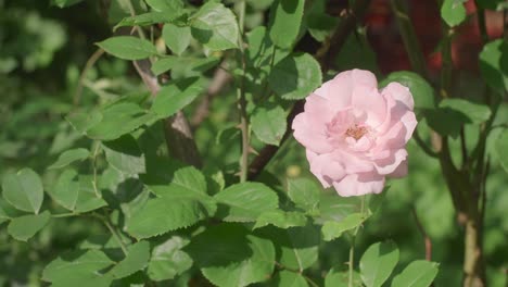 single pink rose flower swinging in the wind in the garden