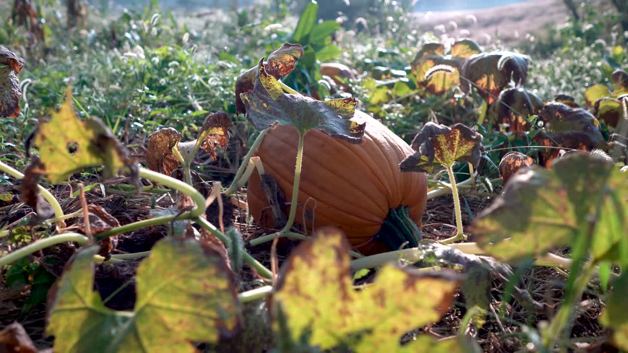 A pumpkin in a field of leaves