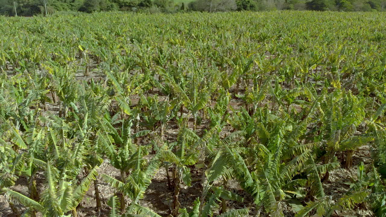 vista aérea de la plantación de plátanos