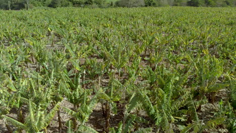 aerial view of banana plantation