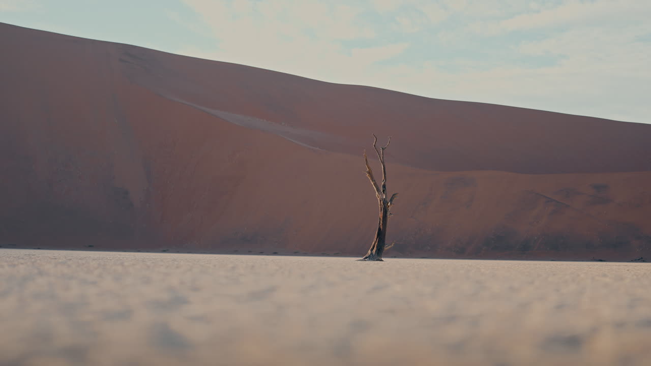 Lonely Tree in the Namibian Desert
