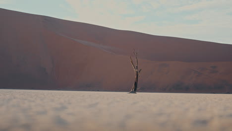 lonely tree in the namibian desert