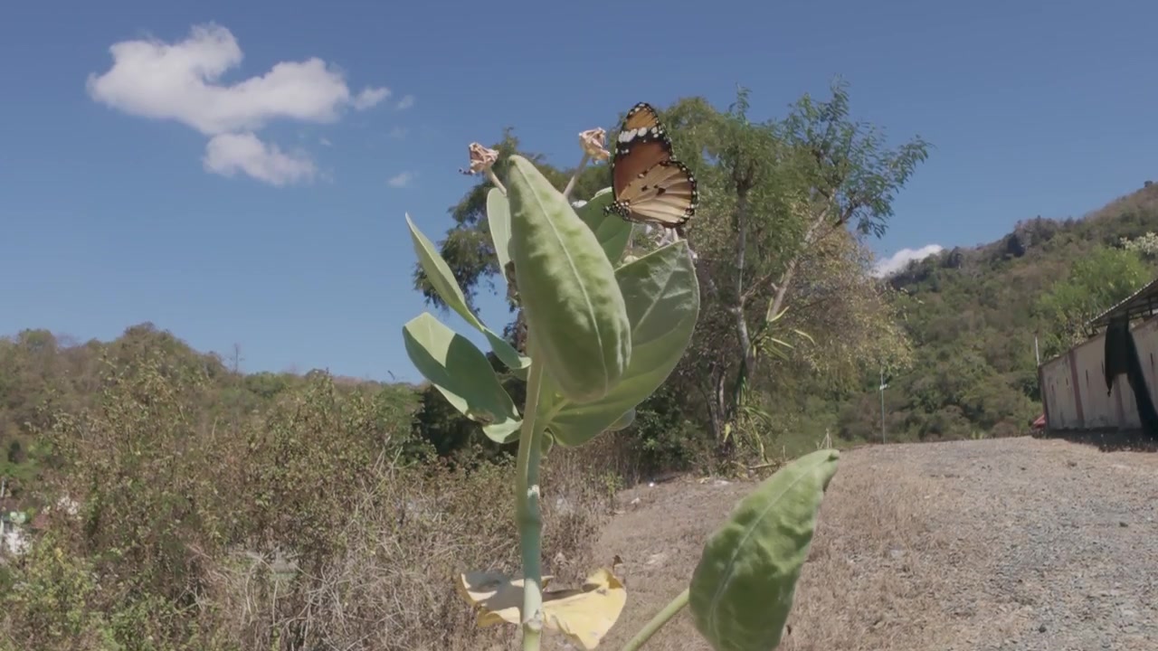 Farfalla monarca che si posa su una pianta di Calotropis Gigantea.