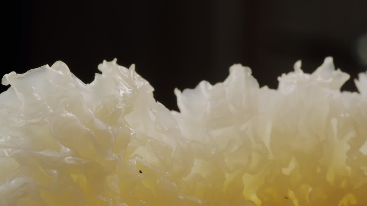 Tremella fermented salted Jamur salju or snow fungus, white colored fungi for food and medicine, popular in China and also Chinese cuisine.