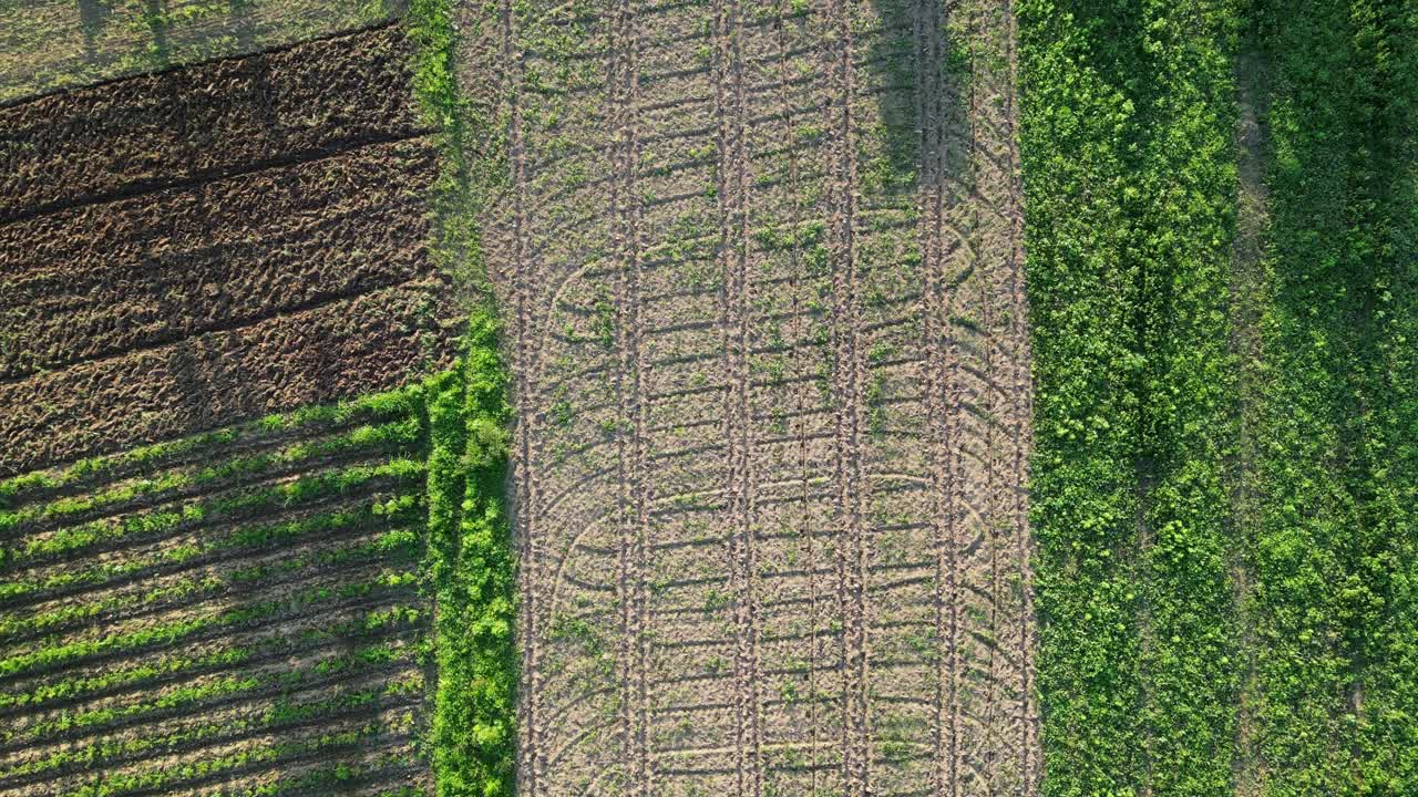patrones de tierras de cultivo contrastantes en virac, catanduanes, secciones vibrantes y estériles una al lado de la otra, vista aérea