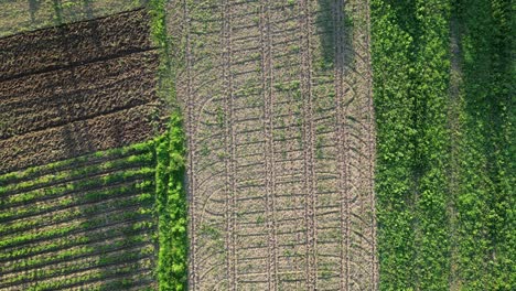 Contrasting-farmland-patterns-in-virac,-catanduanes,-vibrant-and-barren-sections-side-by-side,-aerial-view