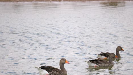 Seabirds-Geese-lined-up-along-a-coastal-marsh-resting-in-the-summer-sun